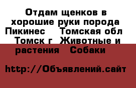 Отдам щенков в хорошие руки порода Пикинес. - Томская обл., Томск г. Животные и растения » Собаки   